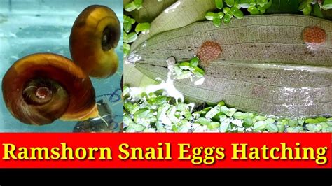 Ramshorn Snail Eggs Hatching Time
