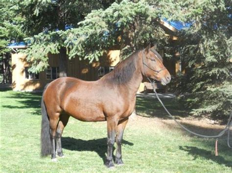 ranch morgan horses for sale