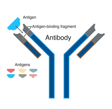 Random Antibodies Definition