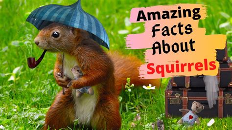 random facts about squirrels