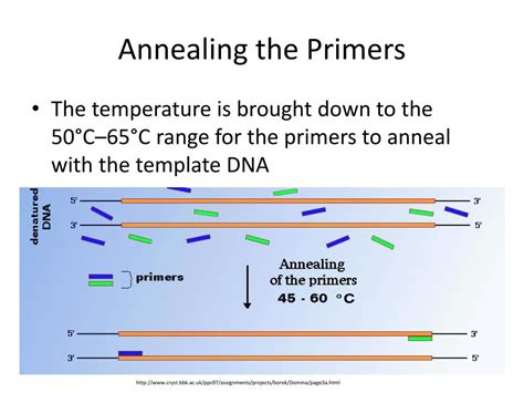 Random Primer Annealing Temperature
