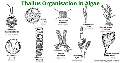 Latest Range Of Thallus In Algae Trending