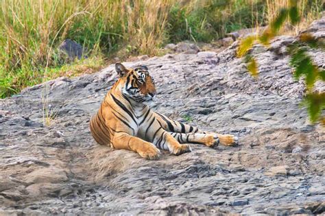Ranthambhore Tour Review: 2 Days of Wildlife From Jaipur
