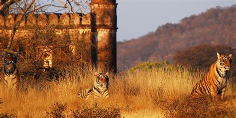 Ranthambore Wildlife