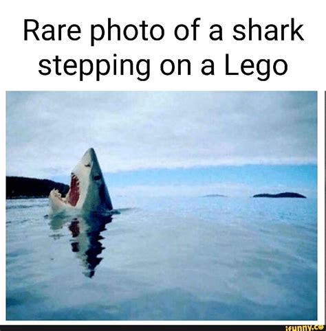 Rare image of a shark stepping on a lego