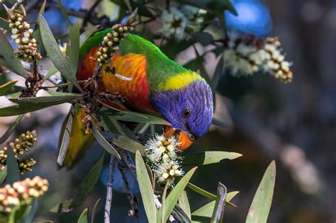 rare birds in new south wales