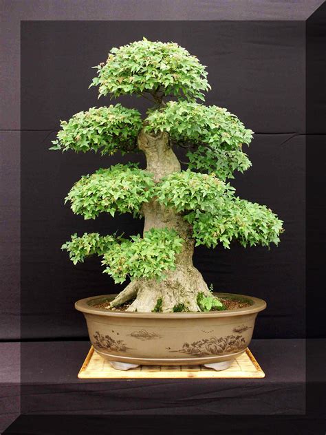 rare bonsai trees for sale