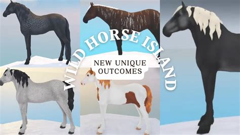 rare horse breeds in wild horse island