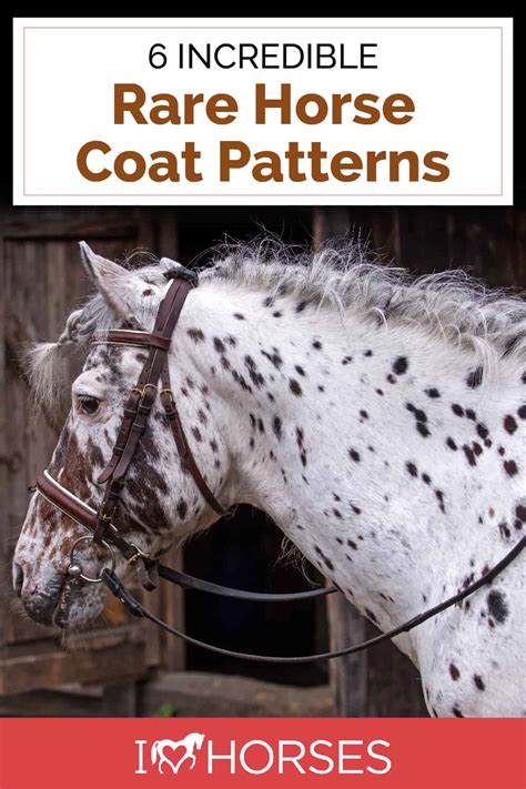 Rare Horse Coat Patterns