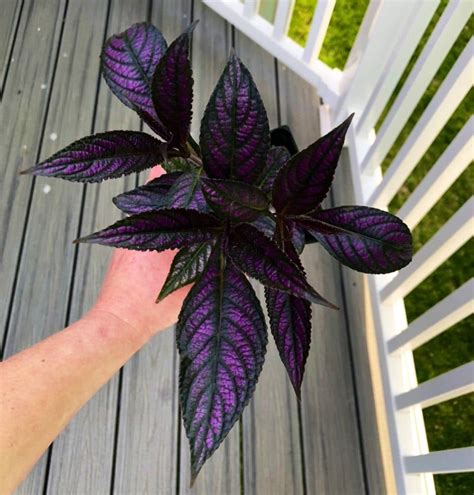 9 Beautiful Rare Houseplants You Need Right Now Purple plants, Pretty