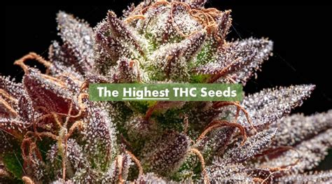 rare marijuana seeds for sale