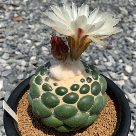 Beautiful & Rare Plants To Grow In 2023