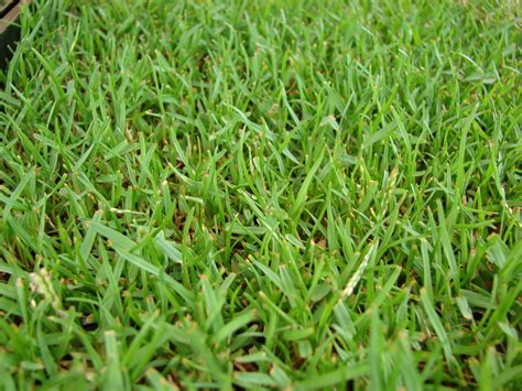 rare turf grass sod type