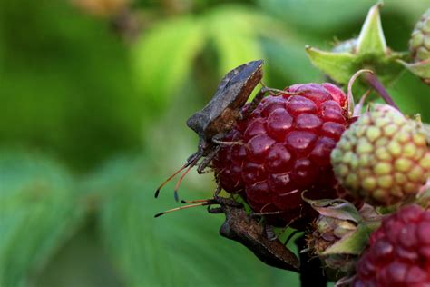 Raspberry Bush Bugs