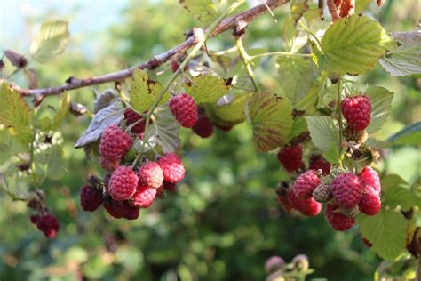 Raspberry Bush Canes