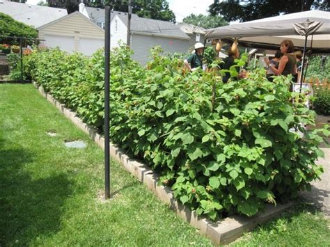 Raspberry Bush Hedge
