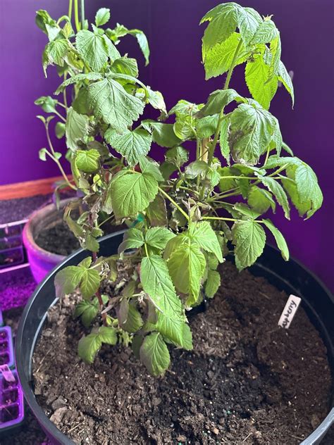 Raspberry Bush Help
