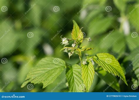 Raspberry Bush In Bloom