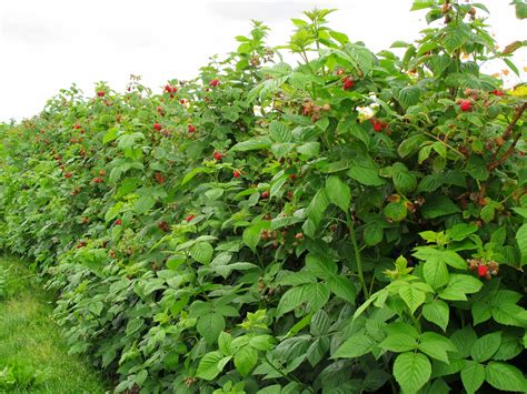 Raspberry Bush Or Vine