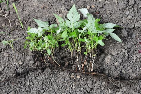 Raspberry Bush Propagation