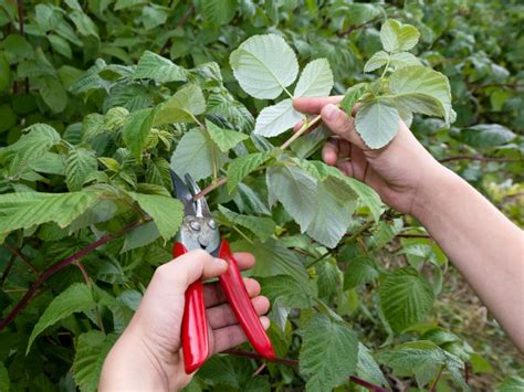 Raspberry Bush Pruning Uk