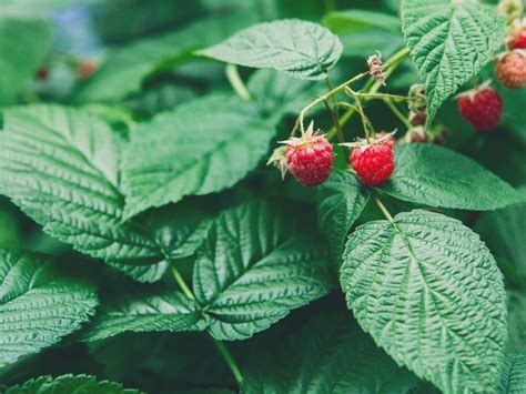 Raspberry Bush Won't Produce