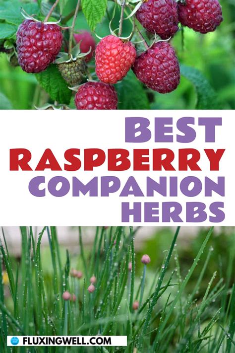 Raspberry Companion Plants 7 Raspberry Companions