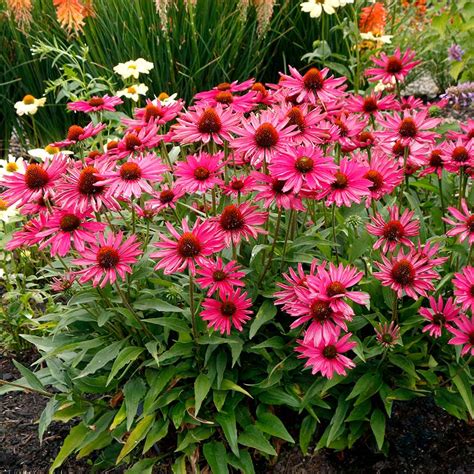 Raspberry Echinacea