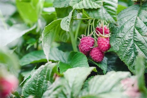 Raspberry Growing From Seeds