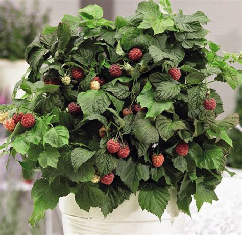 Raspberry Growing Light