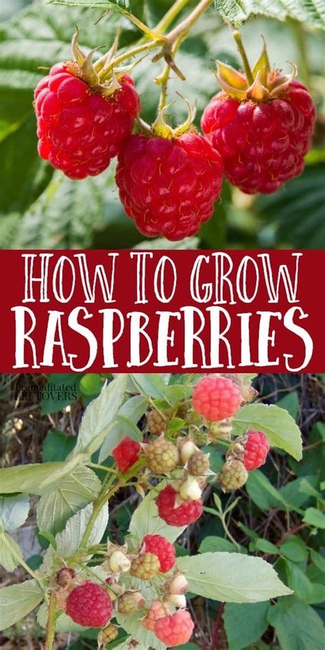 Raspberry Growing Requirements