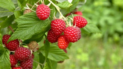 Raspberry Growing Types