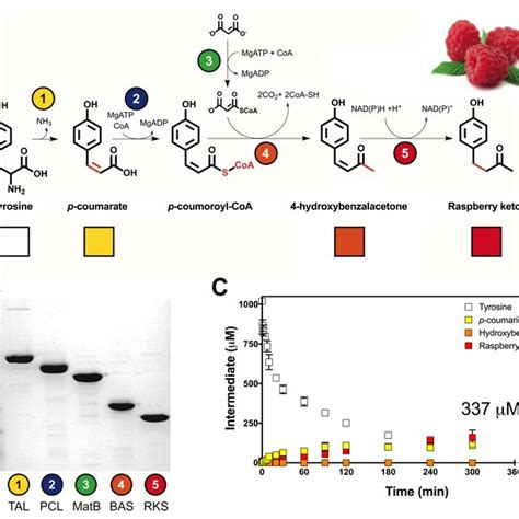 Raspberry Ketone Synthesis