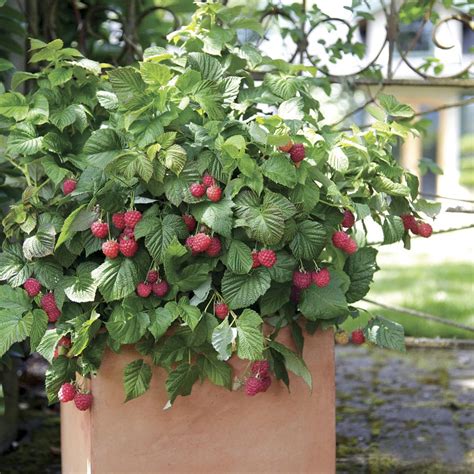 Raspberry Plant Container