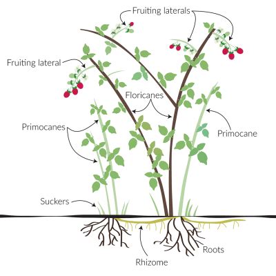 Raspberry Plant Diagram