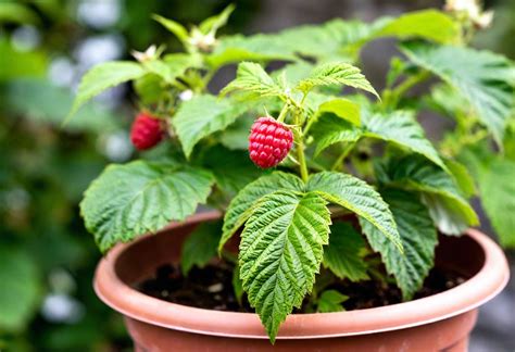 Raspberry Plant In A Pot
