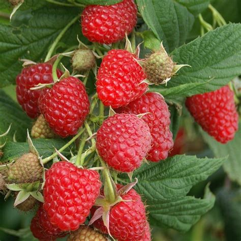 Raspberry Plant Ottawa