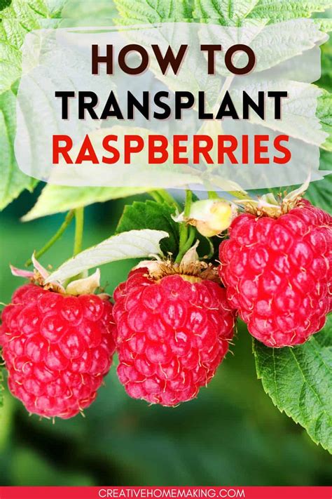 Raspberry Plant Transplanting