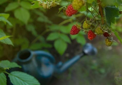Raspberry Plant Watering