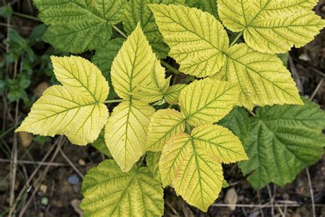 Raspberry Plants Going Yellow