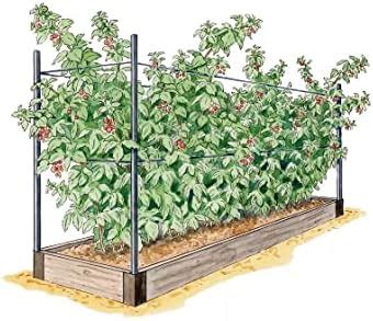Raspberry Raised Bed Kit