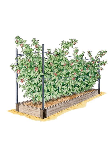 Raspberry Raised Bed Size