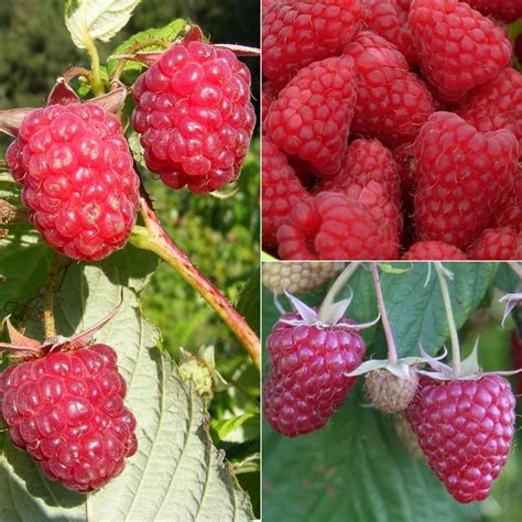 Raspberry Seed Collection