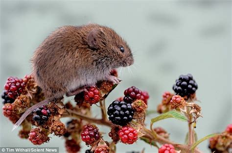 Raspberry Seed Dispersal