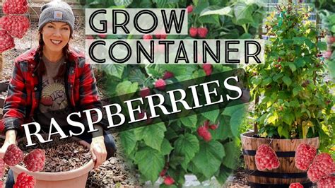 How to Grow Raspberries at home in Pots Gardening Tips YouTube