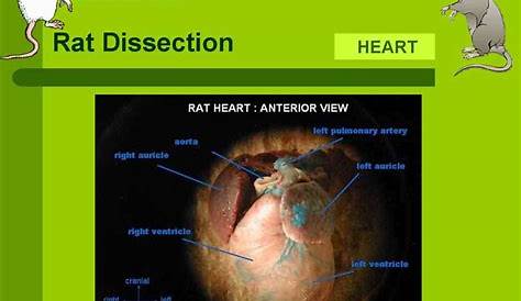 Rat Paper Dissection Answer Key