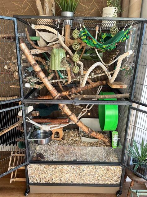 Rat Cage Recommendations