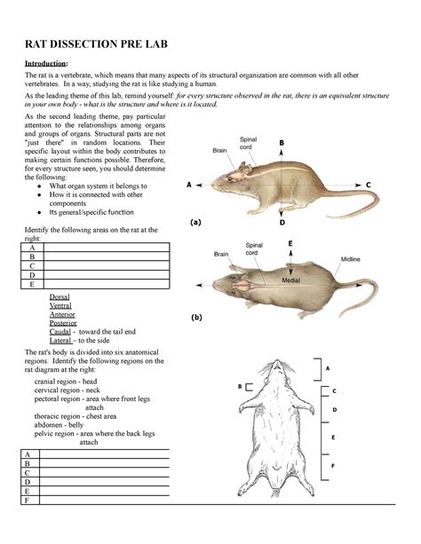Rat Dissection Questions