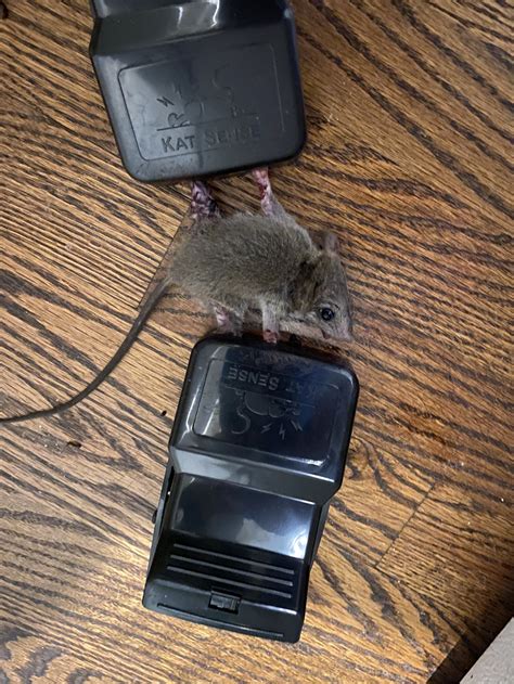 rat exterminator near me+alternatives