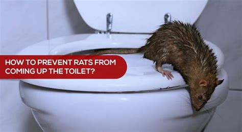 rat from flush toilet
